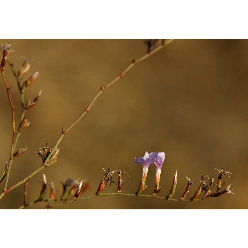 limonium calcarae (tod. ex janka) pignatti