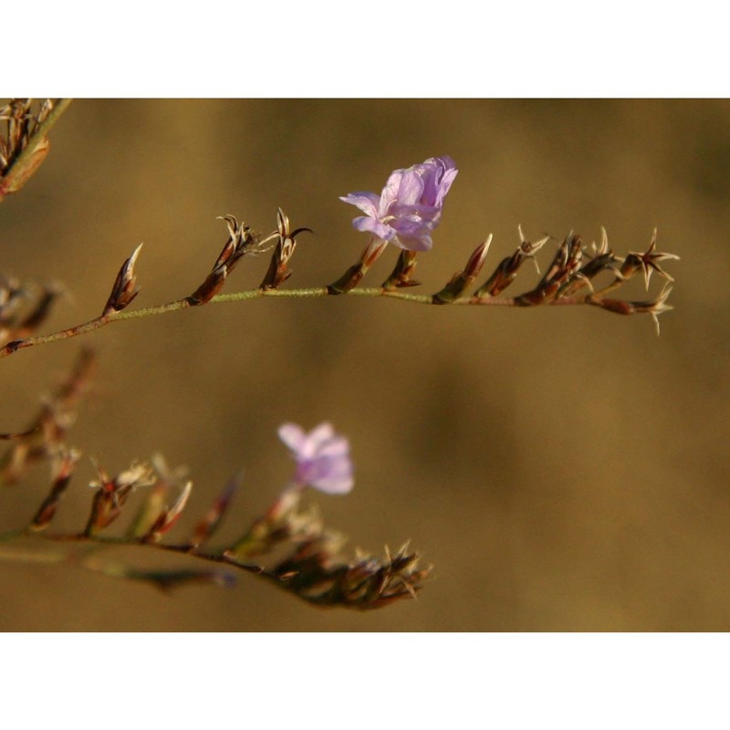 limonium calcarae (tod. ex janka) pignatti