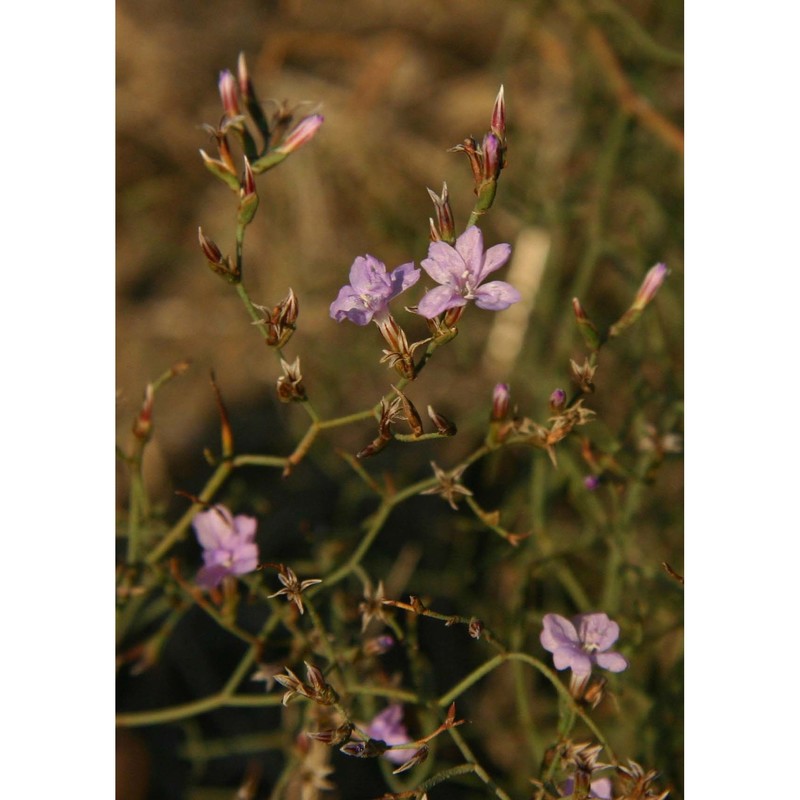 limonium calcarae (tod. ex janka) pignatti