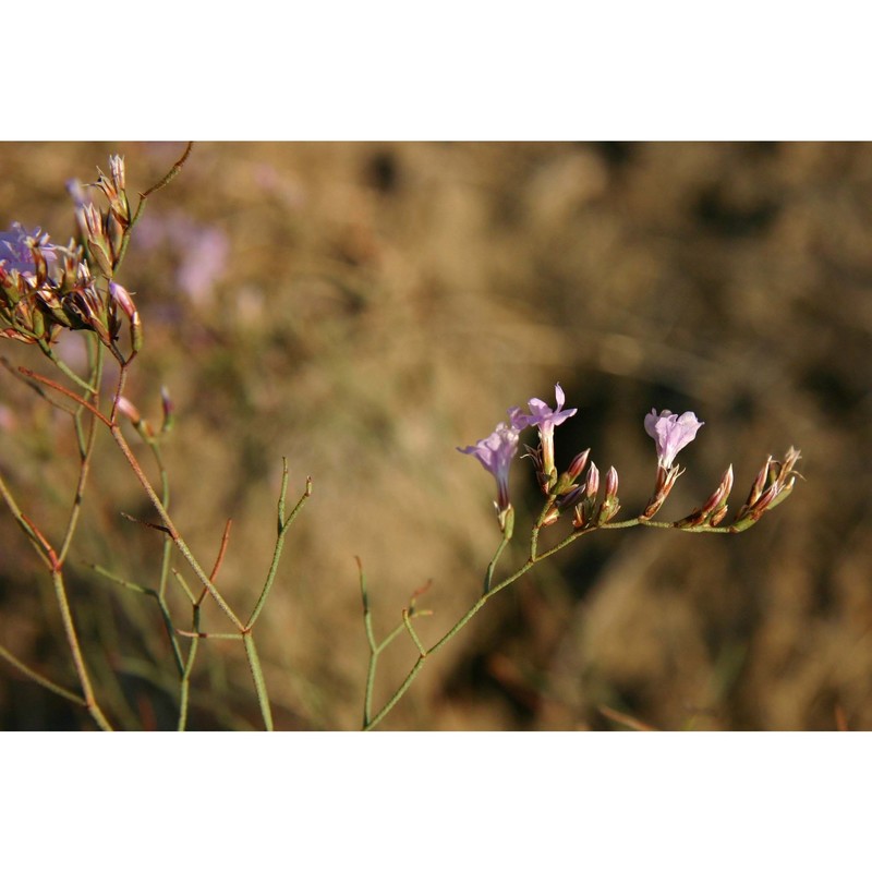 limonium calcarae (tod. ex janka) pignatti