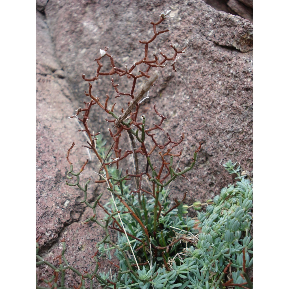 limonium caprariae rizzotto