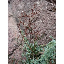 limonium caprariae rizzotto