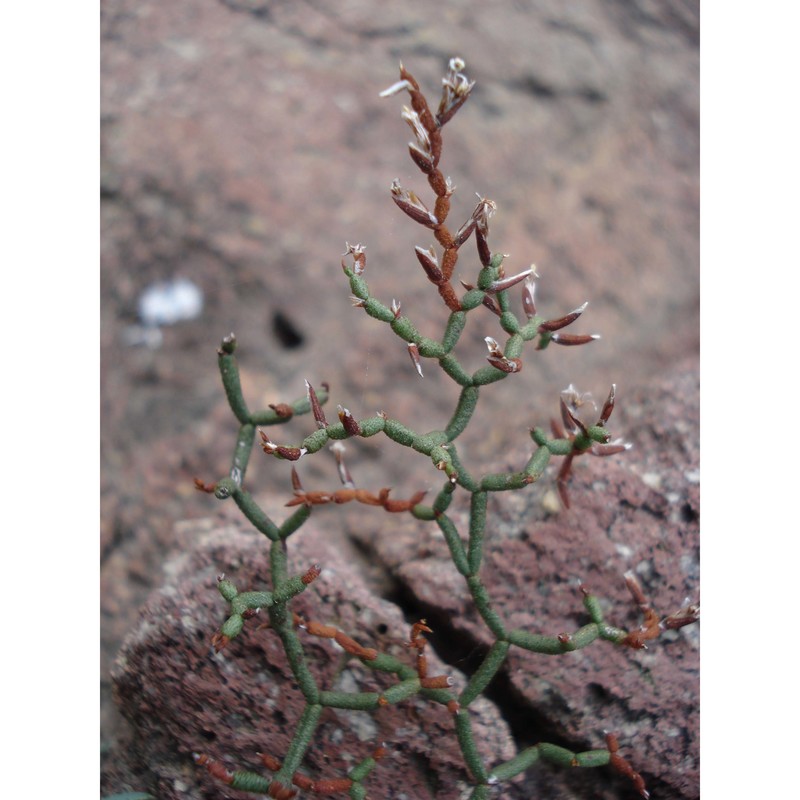 limonium caprariae rizzotto