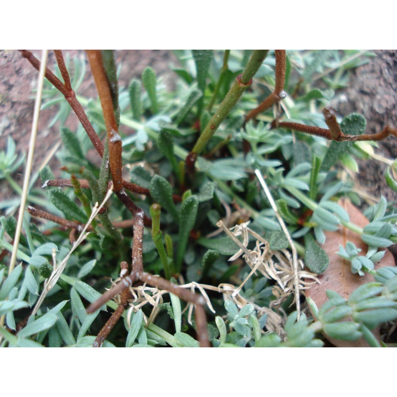 limonium caprariae rizzotto