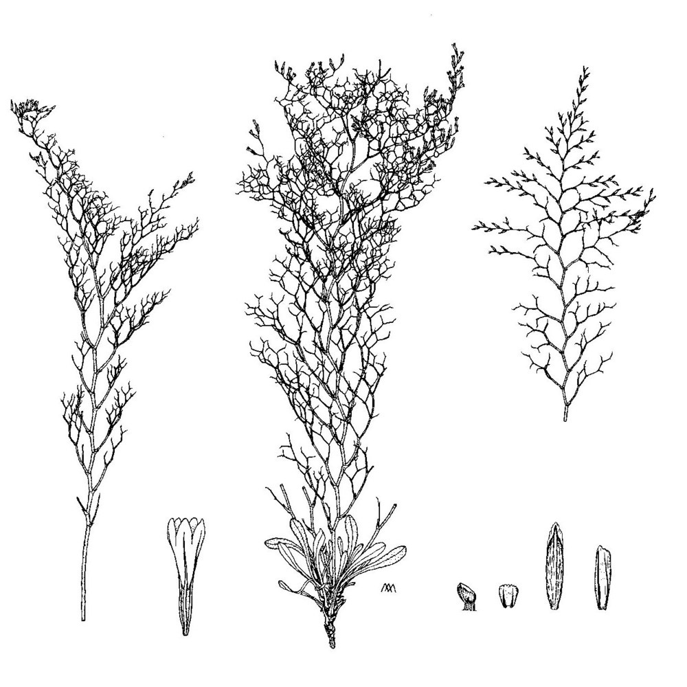 limonium caralitanum erben