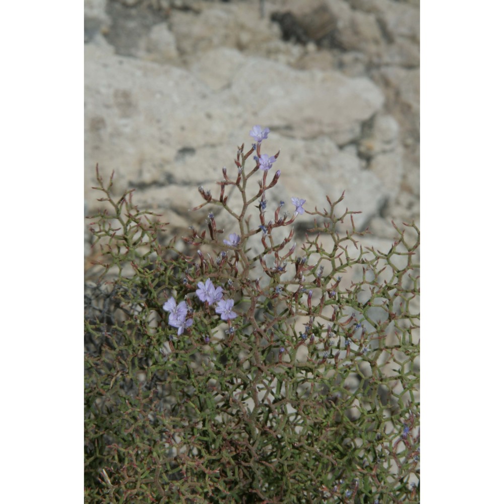 limonium caralitanum erben