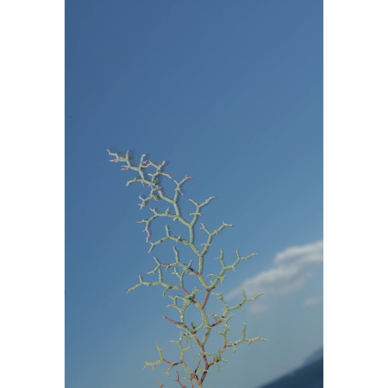 limonium caralitanum erben