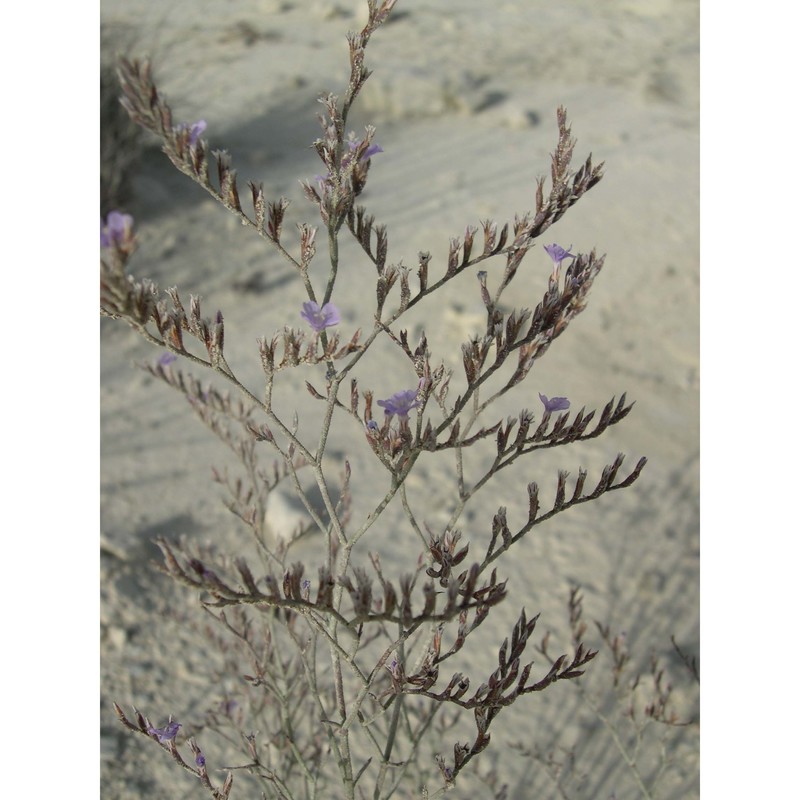 limonium catanzaroi brullo