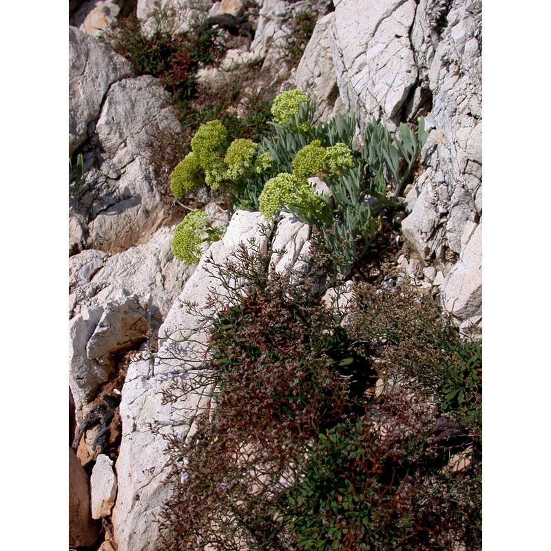 limonium circaei pignatti