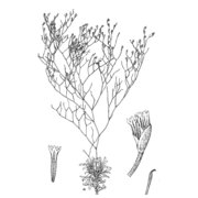 limonium cornusianum arrigoni et diana