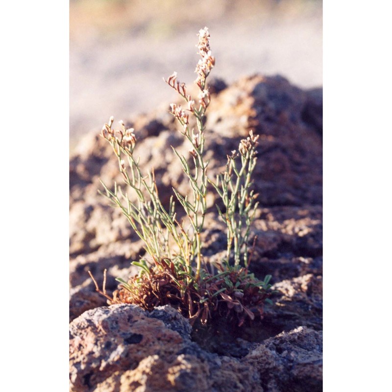 limonium cosyrense (guss.) kuntze