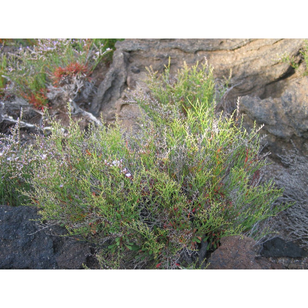 limonium cosyrense (guss.) kuntze