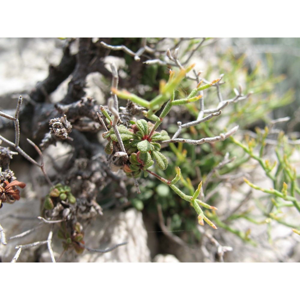 limonium cumanum (ten.) kuntze