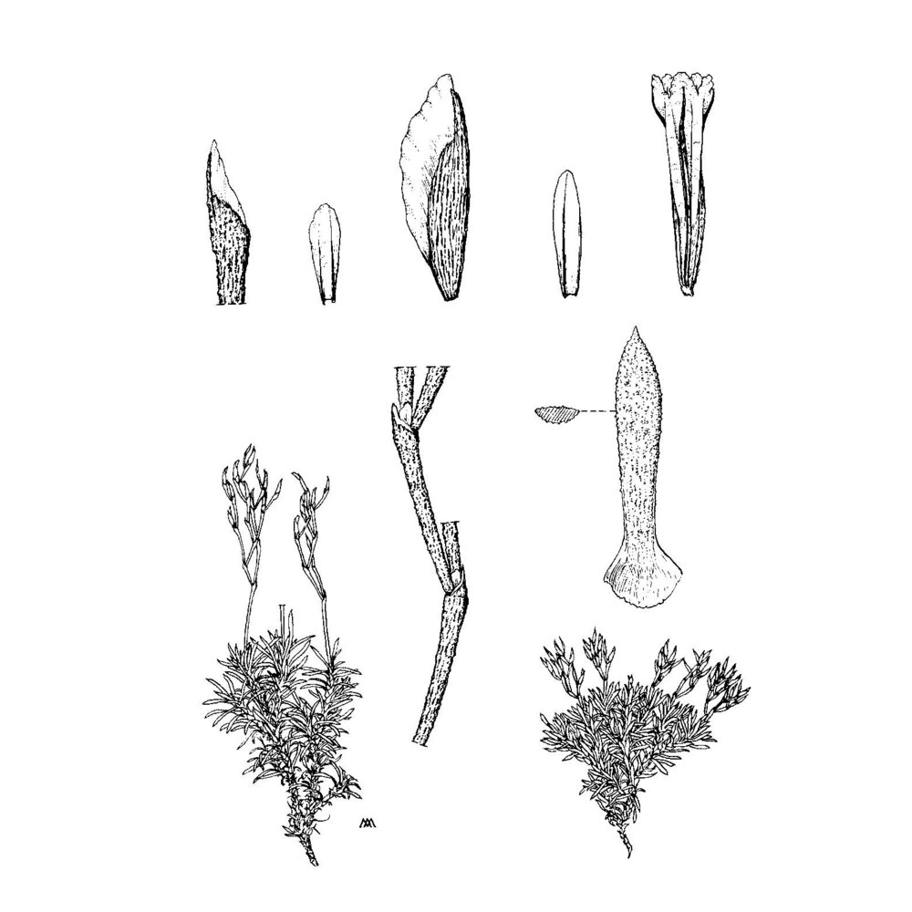 limonium cunicularium arrigoni et diana