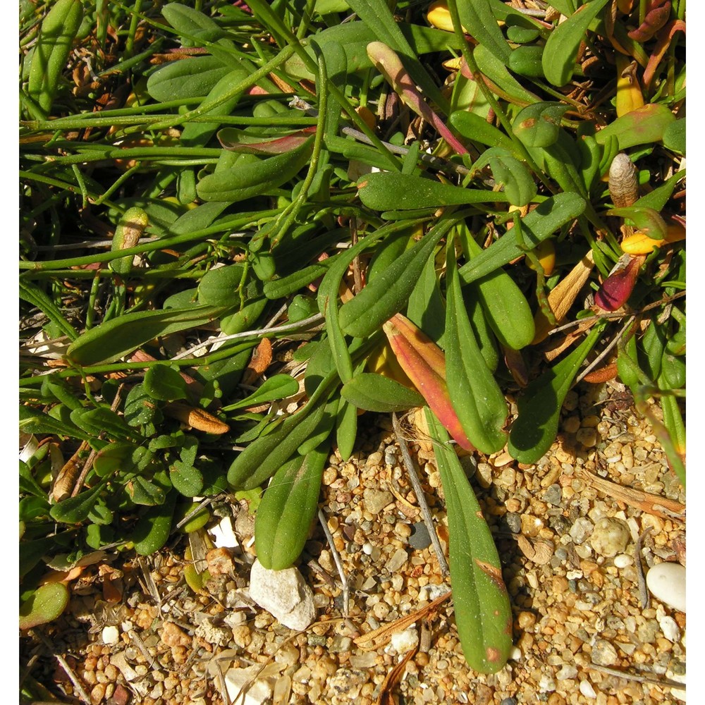 limonium dianium pignatti