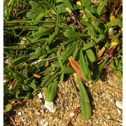 limonium dianium pignatti