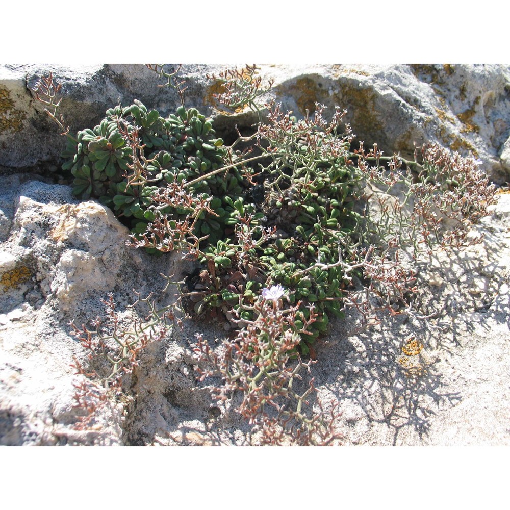 limonium diomedeum brullo