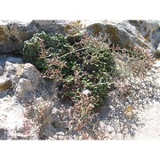 limonium diomedeum brullo