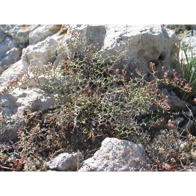 limonium diomedeum brullo