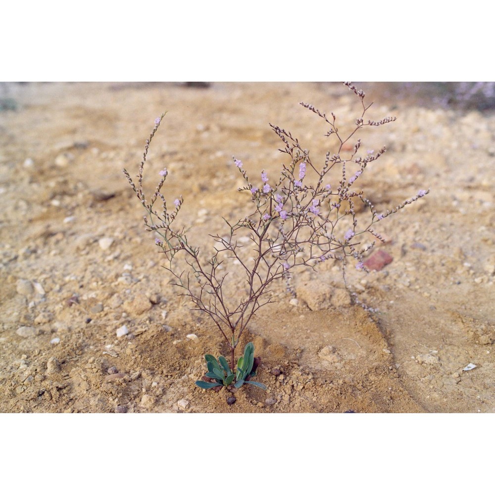 limonium dubium (andrz. ex guss.) litard.