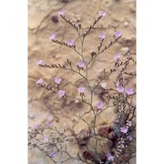 limonium dubium (andrz. ex guss.) litard.