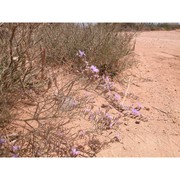 limonium dubium (andrz. ex guss.) litard.