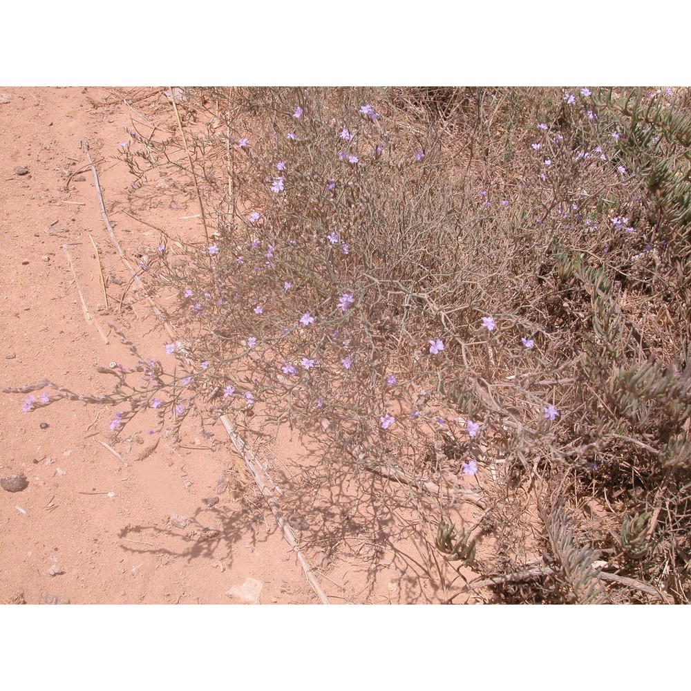 limonium dubium (andrz. ex guss.) litard.