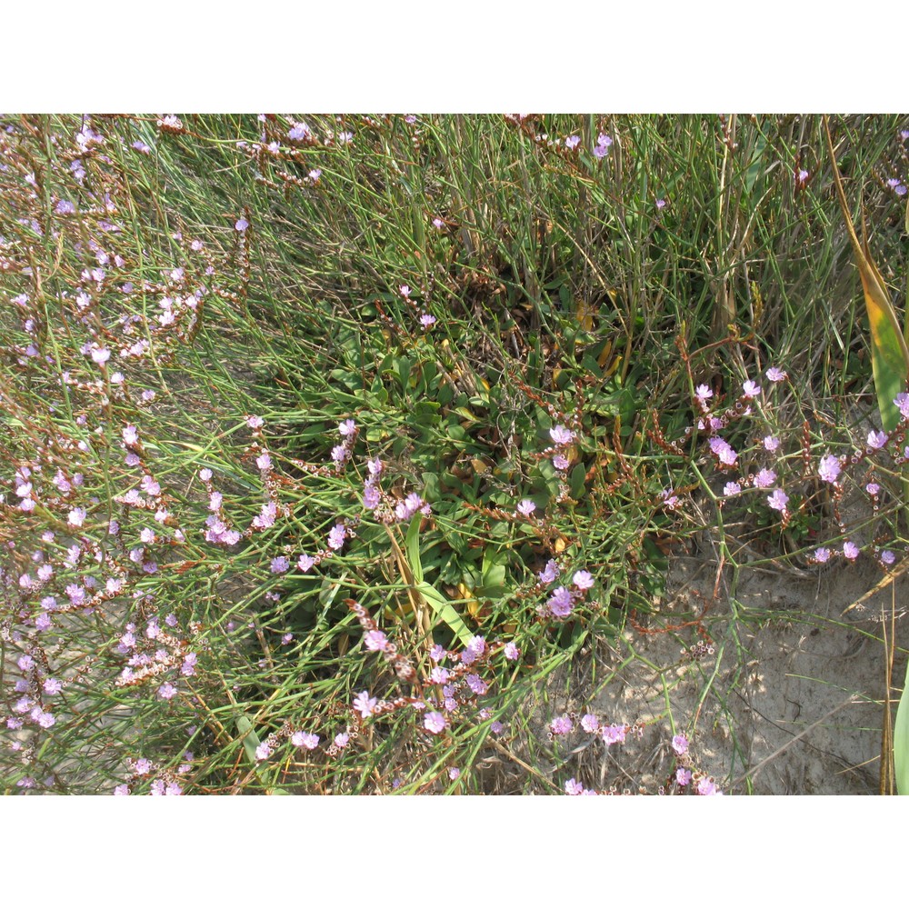 limonium etruscum arrigoni et rizzotto