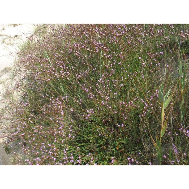 limonium etruscum arrigoni et rizzotto