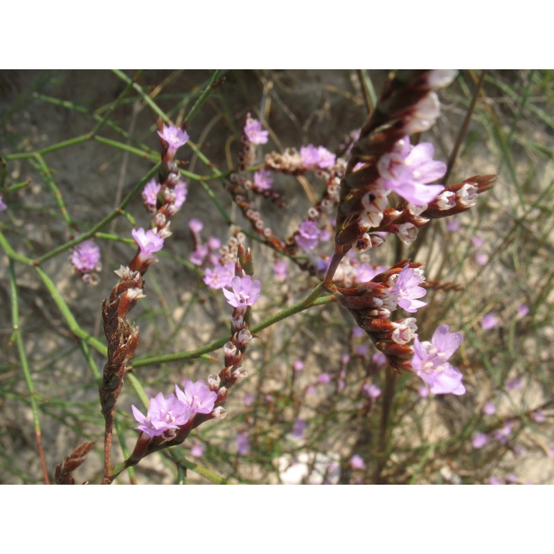 limonium etruscum arrigoni et rizzotto