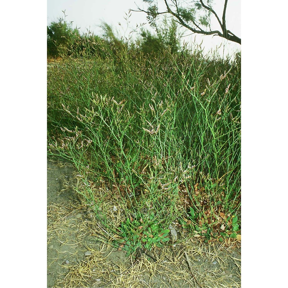 limonium etruscum arrigoni et rizzotto