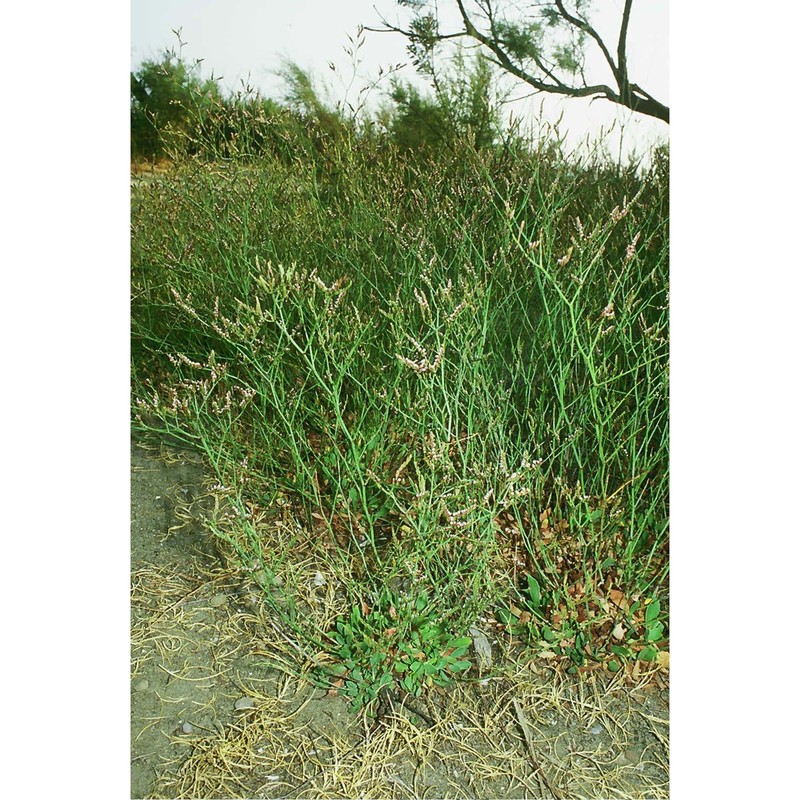 limonium etruscum arrigoni et rizzotto