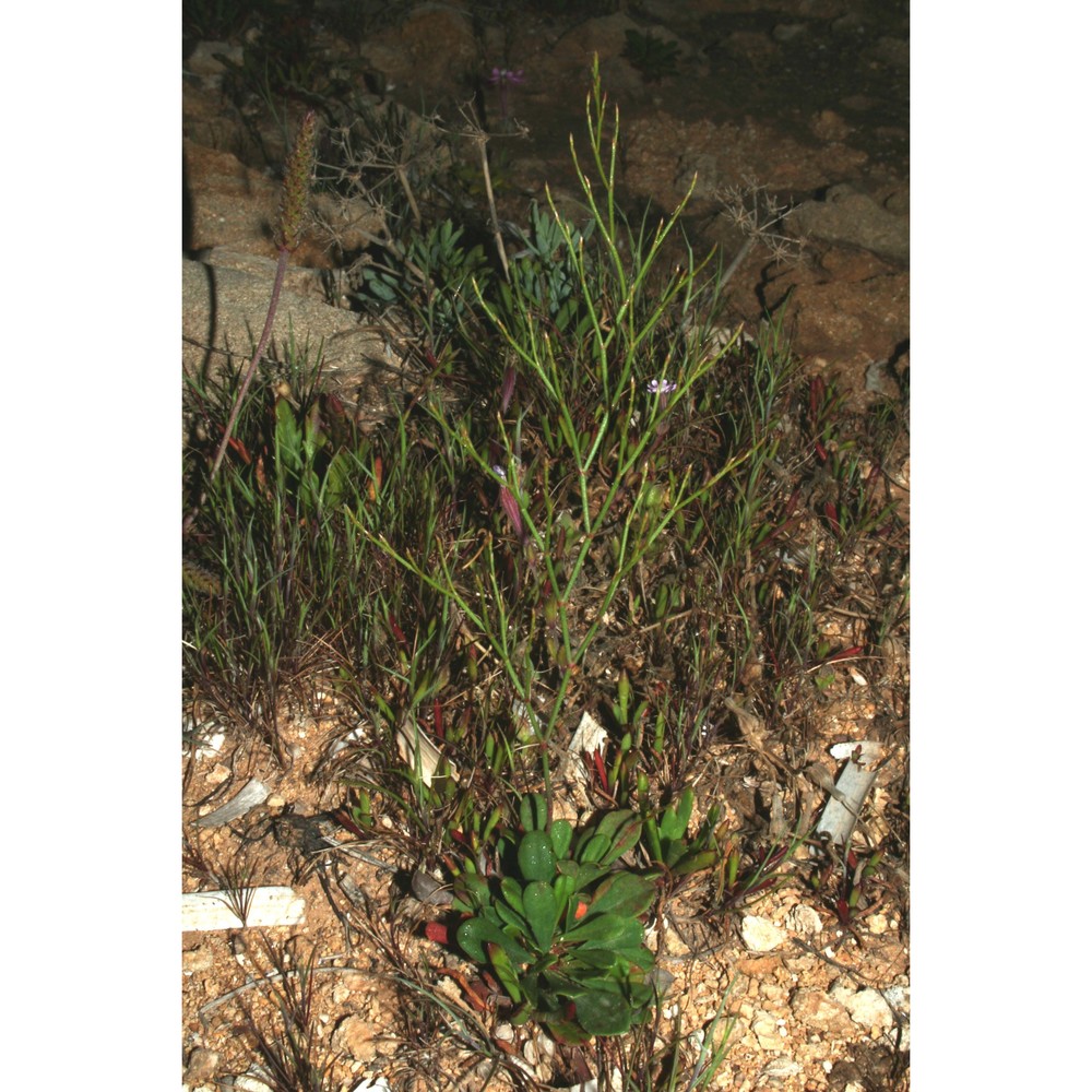 limonium furnarii brullo