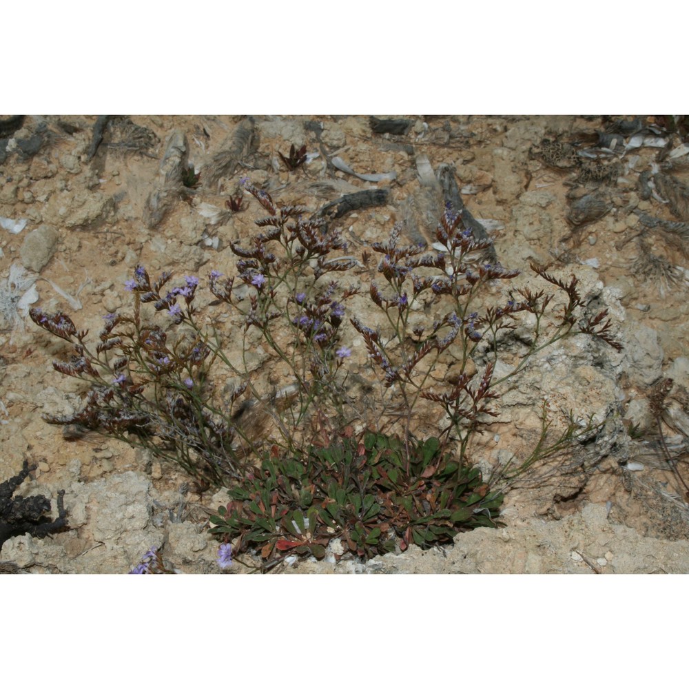 limonium furnarii brullo