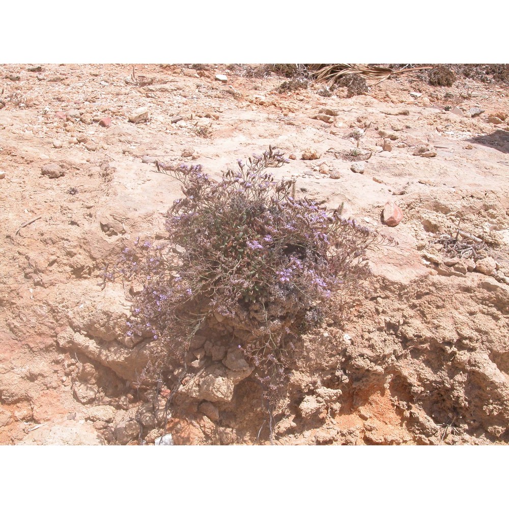 limonium furnarii brullo