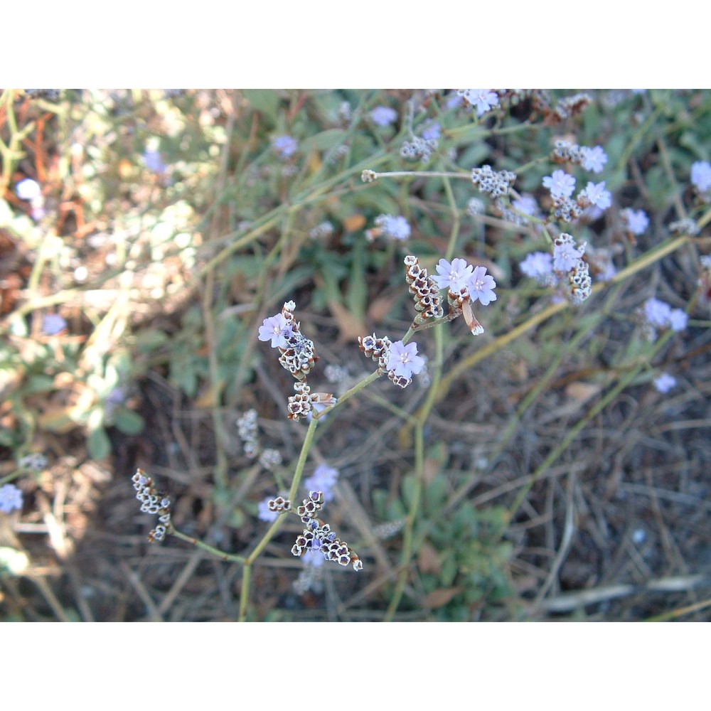 limonium glomeratum (tausch) erben