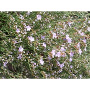 limonium hermaeum pignatti