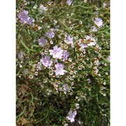 limonium hermaeum pignatti