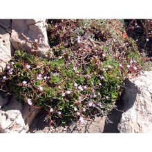 limonium hyblaeum brullo