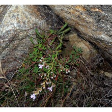 limonium ilvae pignatti