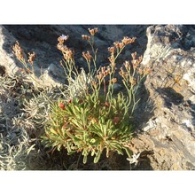 limonium inarimense (guss.) pignatti