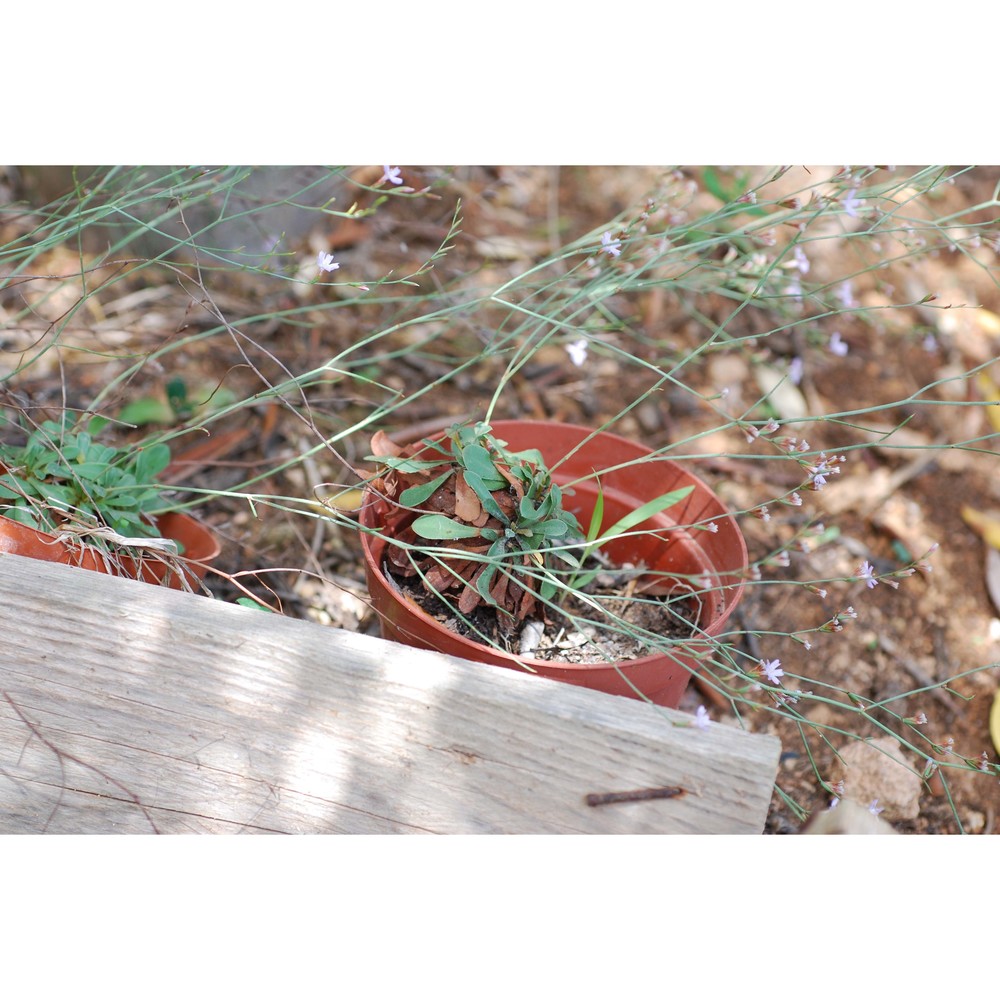 limonium intermedium (guss.) brullo