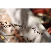 limonium intermedium (guss.) brullo