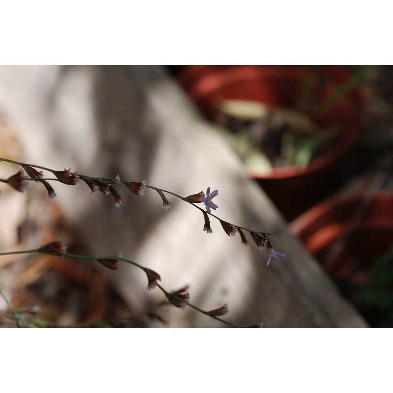 limonium intermedium (guss.) brullo