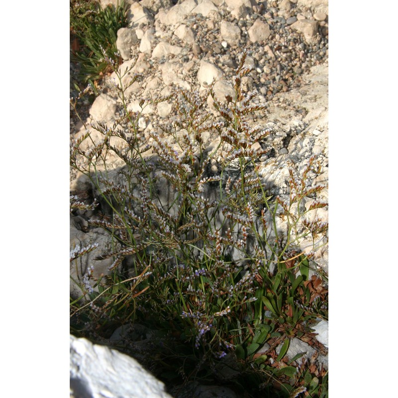 limonium ionicum brullo