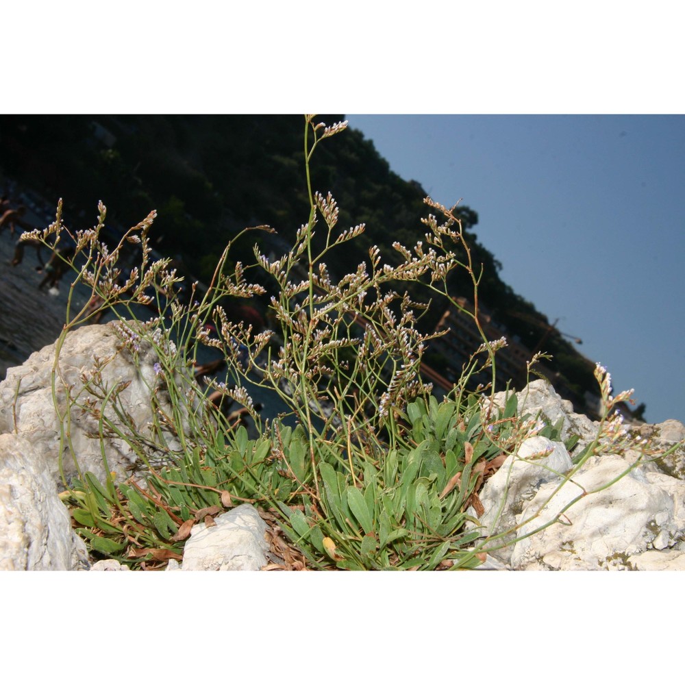 limonium ionicum brullo