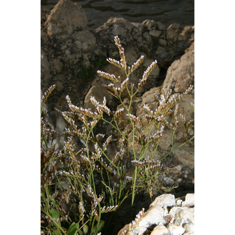 limonium ionicum brullo