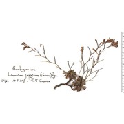 limonium japygicum (h. groves) pignatti