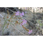 limonium lacinium arrigoni