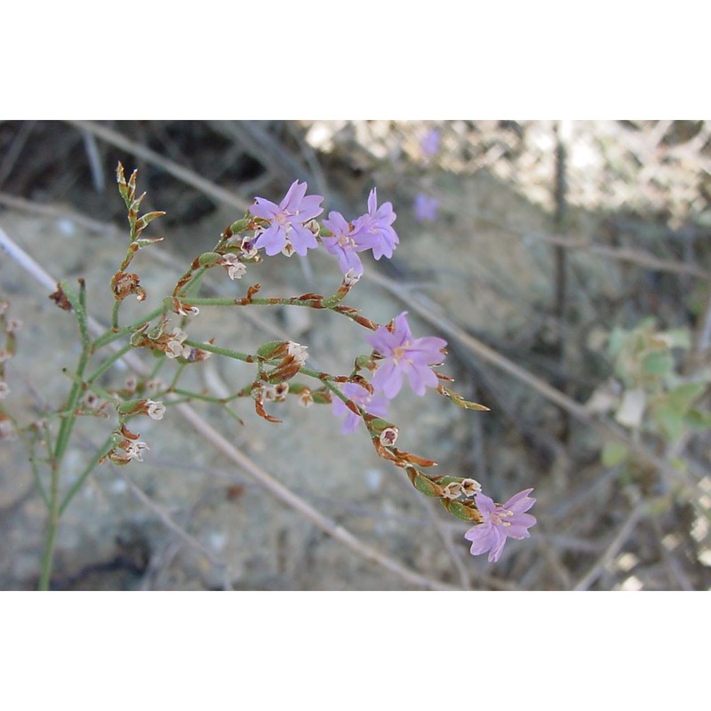 limonium lacinium arrigoni